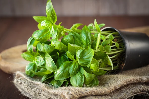 Planta de albahaca fresca —  Fotos de Stock