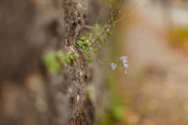 Close Photo Cute Flower Growing Out Concrete — Stock Photo, Image