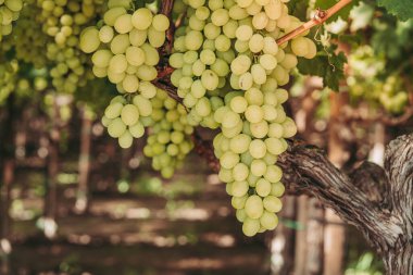 Puglia bölgesindeki üzüm bağında harika organik üzümler