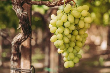 Puglia bölgesindeki üzüm bağında harika organik üzümler
