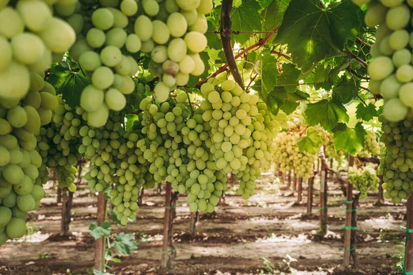 Maravilhosas Uvas Orgânicas Vinha Região Puglia — Fotografia de Stock