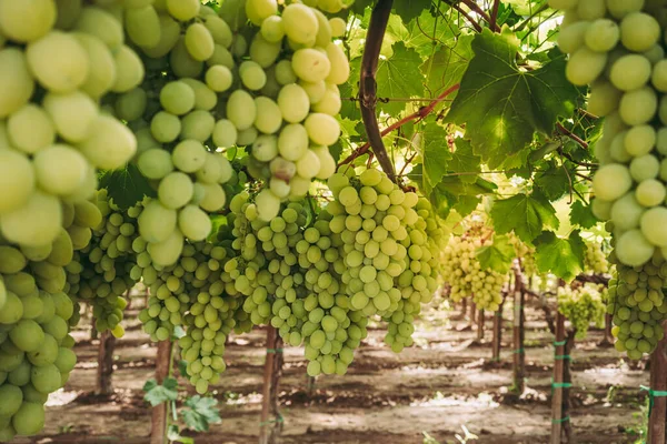 Maravilhosas Uvas Orgânicas Vinha Região Puglia — Fotografia de Stock