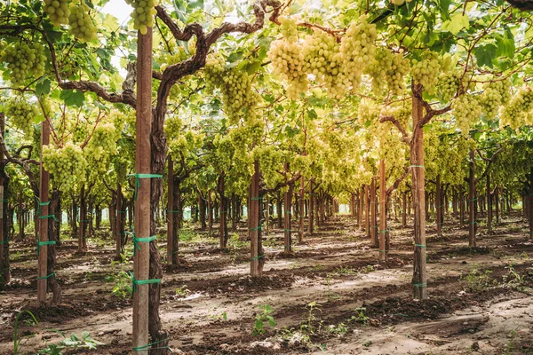 Maravillosas Uvas Orgánicas Viñedo Región Puglia — Foto de Stock