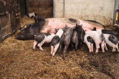 Lüksemburg kırsalında bir domuz çiftliği.