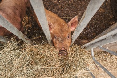 Lüksemburg kırsalında bir domuz çiftliği.