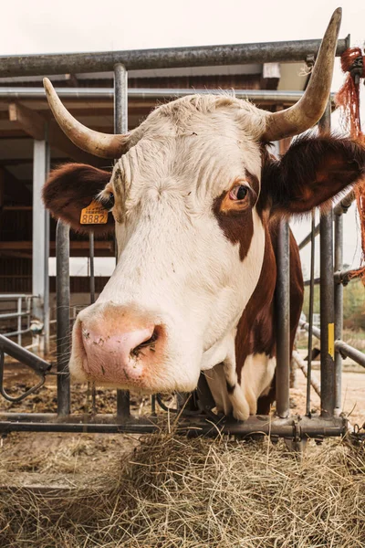 Vacca Domestica Azienda Agricola Lussemburgo — Foto Stock