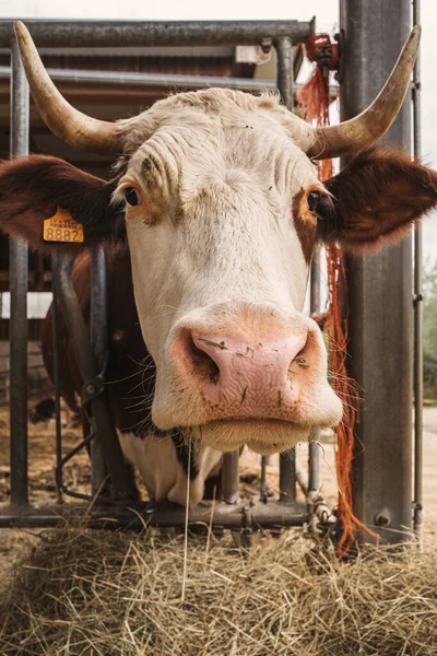 Vacca Domestica Azienda Agricola Lussemburgo — Foto Stock