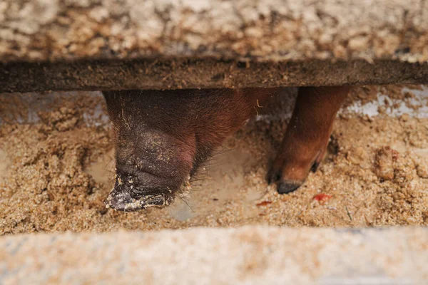 Pig Farm Countryside Luxembourg — Stock Photo, Image