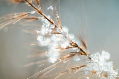 Kış mevsiminde yumuşak karla kaplanmış vahşi bitki.