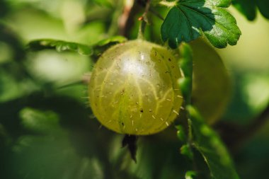 Bahçeden taze çiğ bektaşi üzümü.