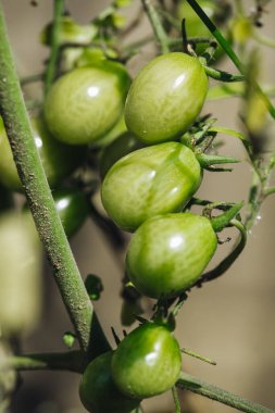 Bahçede taze taze çiğ domates yetişiyor.