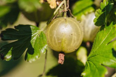 Bahçeden taze çiğ bektaşi üzümü.