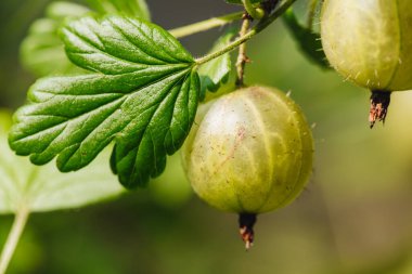 Bahçeden taze çiğ bektaşi üzümü.