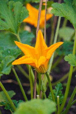 Sebze bahçesinden organik çiğ kabak çiçeği.