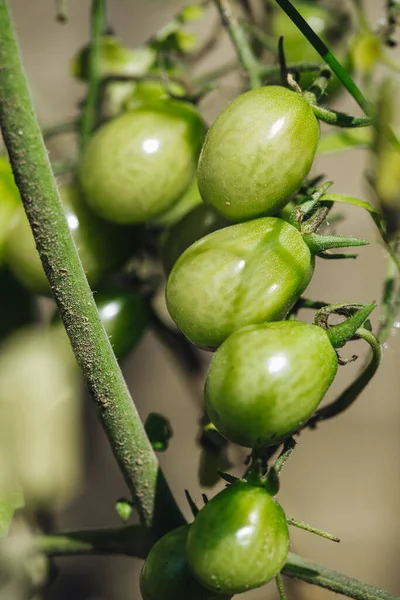 Crescere Pomodori Freschi Verdi Crudi Giardino — Foto Stock