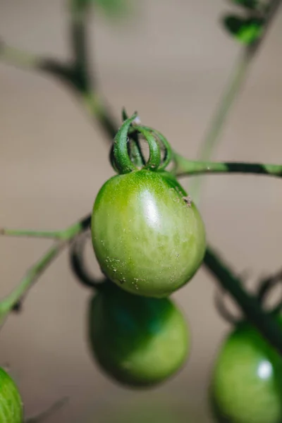 庭で新鮮な緑の生トマトを栽培する — ストック写真