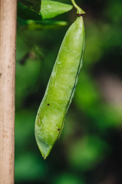 庭から新鮮な生のエンドウ豆のポッド — ストック写真