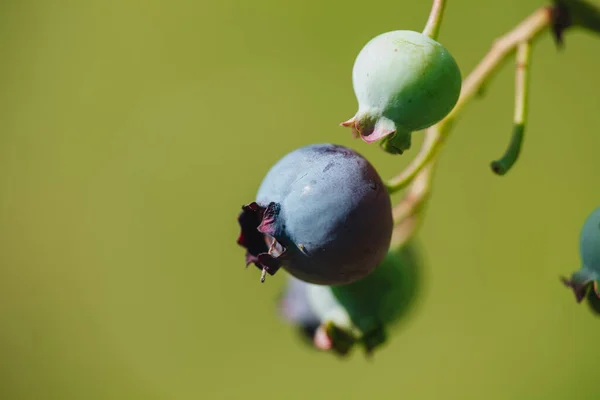 Bio Nyers Áfonya Termesztése Kertben — Stock Fotó