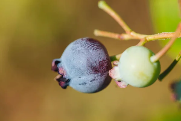 Pěstování Organických Syrových Borůvek Zahradě — Stock fotografie