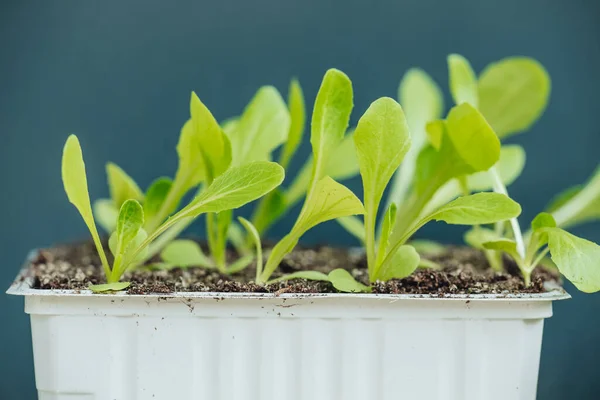 Salatsetzlinge Zum Pflanzen Gemüsegarten — Stockfoto