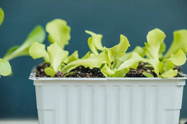 Salad Seedlings Plant Vegetable Garden — Stock Photo, Image