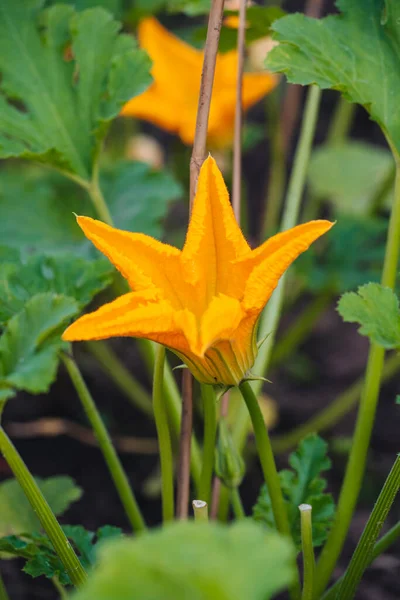 Flor Abobrinha Crua Orgânica Horta — Fotografia de Stock