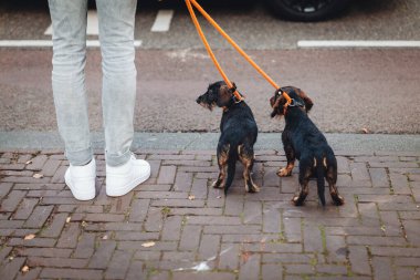 Hollanda, Amsterdam 'da gizli sokak hayatı