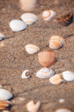 Hollanda 'nın kuzeyindeki kumsalda gerçek deniz kabukları