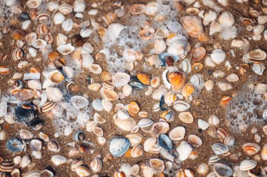 Hollanda 'nın kuzeyindeki kumsalda gerçek deniz kabukları