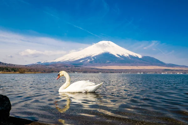 Łabędź przez mount Fuji — Zdjęcie stockowe