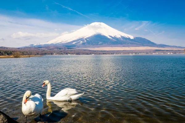 Łabędź przez mount Fuji — Zdjęcie stockowe