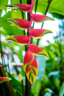 Singapur tropikal çiçek