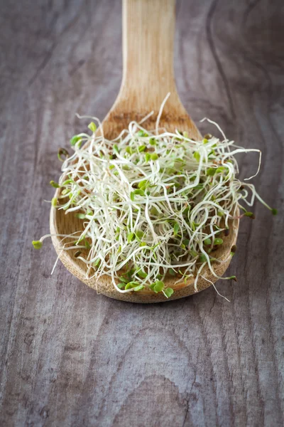 Soy germs — Stock Photo, Image