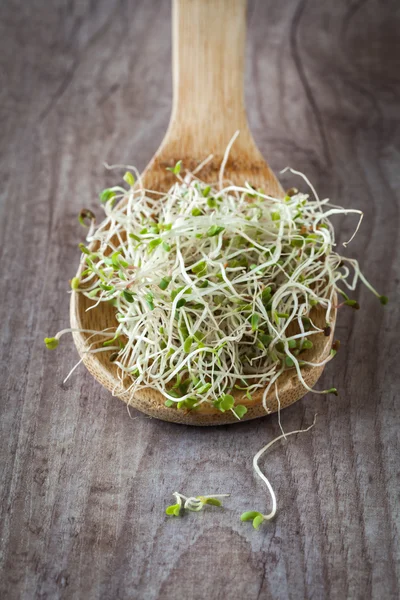 Soy germs — Stock Photo, Image