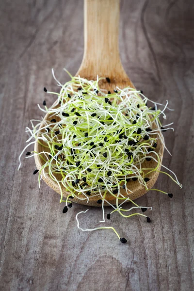 Onion germ sprouts — Stock Photo, Image