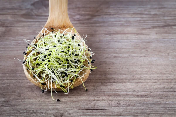 Onion germ sprouts — Stock Photo, Image