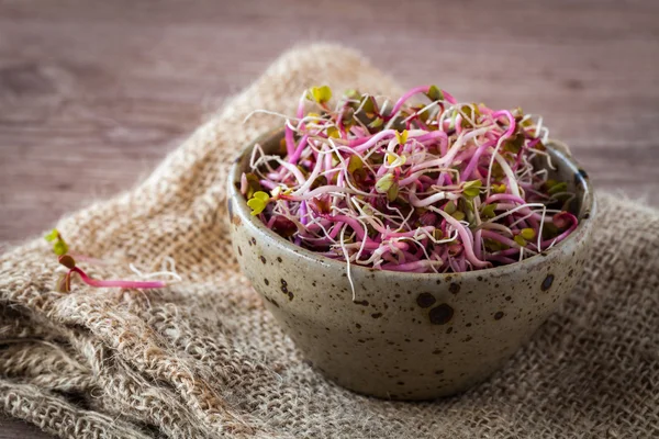 Soy germs — Stock Photo, Image