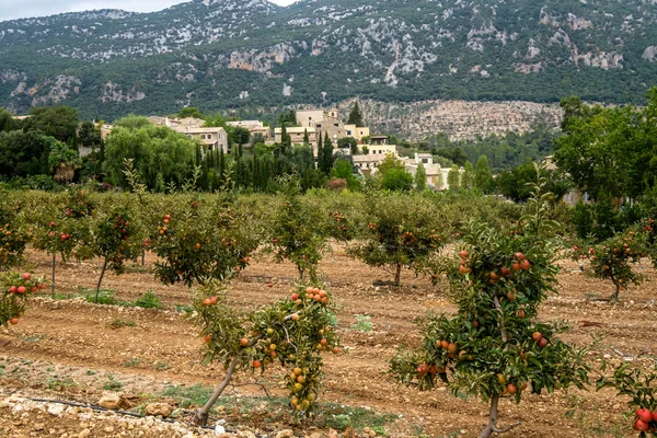 Mallorca (ö) — Stockfoto