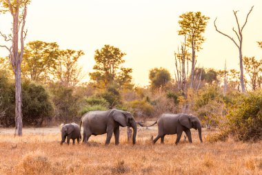 Vahşi Afrika fili