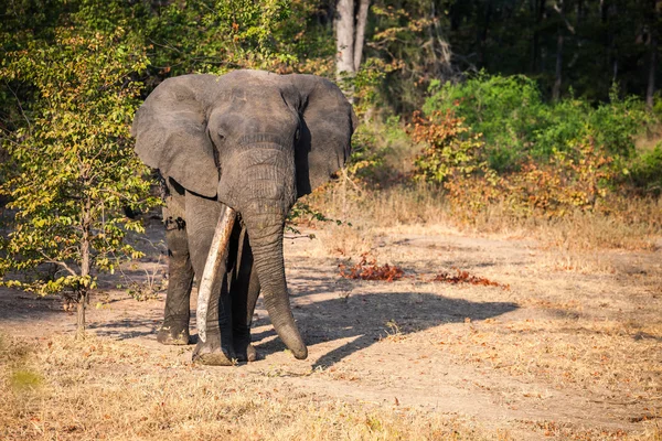 Vild afrikansk elefant — Stockfoto