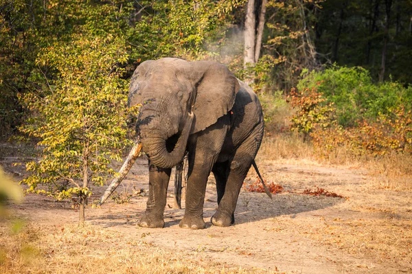 野生のアフリカ象 — ストック写真