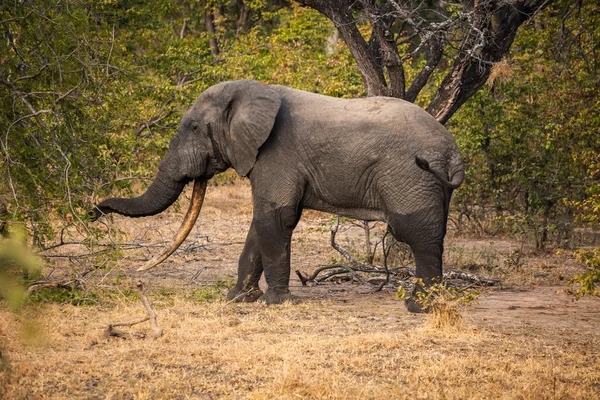 野生非洲大象 — 图库照片