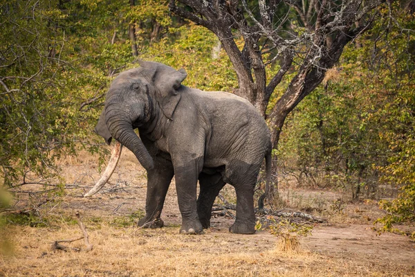 Vild afrikansk elefant — Stockfoto