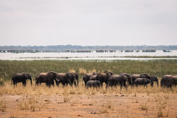 Elefante salvaje africano — Foto de Stock