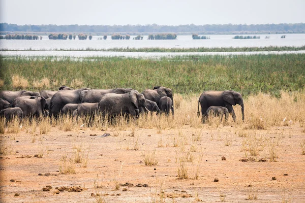 Elefante salvaje africano — Foto de Stock