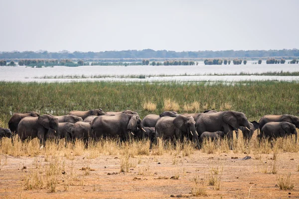 Elefante salvaje africano — Foto de Stock