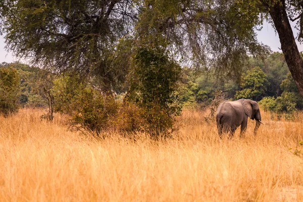 Wild african elephant — Stock Photo, Image