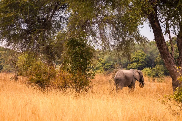 Wild african elephant — Stock Photo, Image