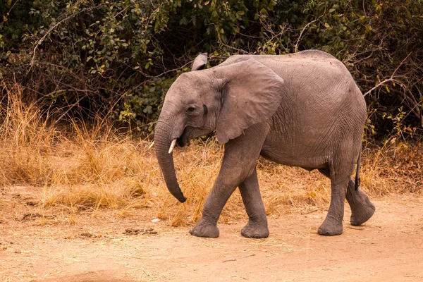 Elefante salvaje africano — Foto de Stock