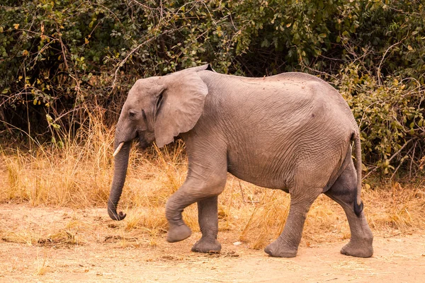 Elefante salvaje africano — Foto de Stock